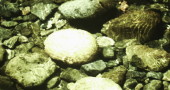 Clear water of Eagle Creek provides a cooling off place, and chilly swimming holes..