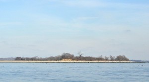 Scores of birds, but no seals