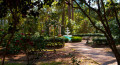 Camellia Garden, Dorothy B. Oven Park