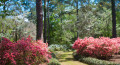 Azaleas in bloom at Maclay Gardens