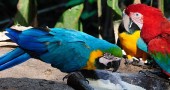 Macaws rescued from illegal trafficking in Bolivia (©Coen Wubbels)