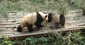 Young pandas at play (Ann Burnett)
