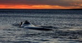 A Southern Right Whale passes right along the shore (©Coen Wubbels)