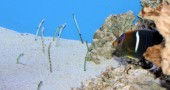 Garden Eels and King Angelfish