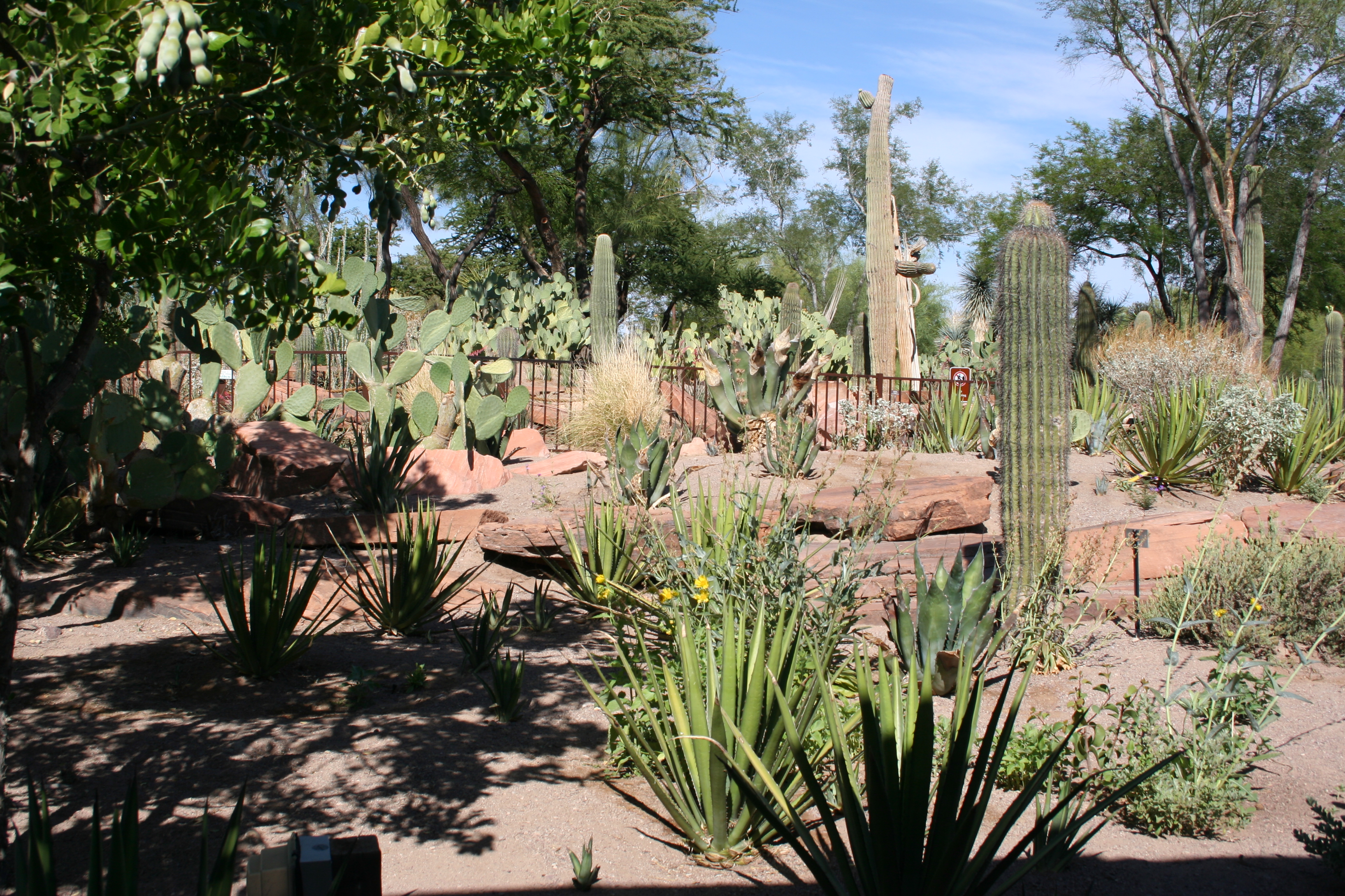 Eating Chocolates In Ethel M S Botanical Cactus Garden In