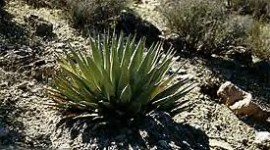 A yucca in California, where hikers face several hundred miles of arid desert-like hiking.