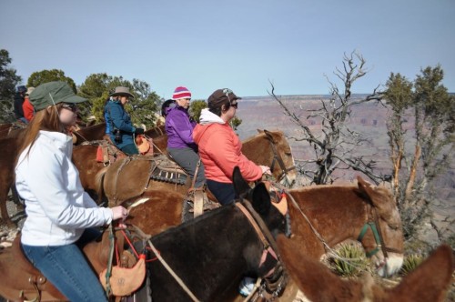 Horses and Riders at the edge of the Grand Canyon