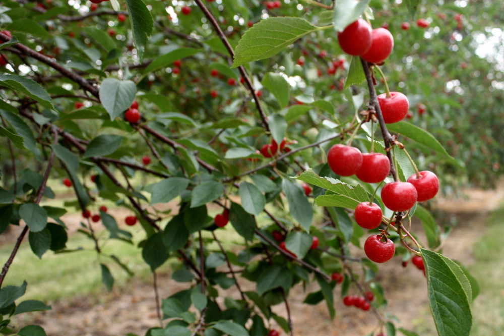 Getting In Cherry Condition In Door County Wisconsin
