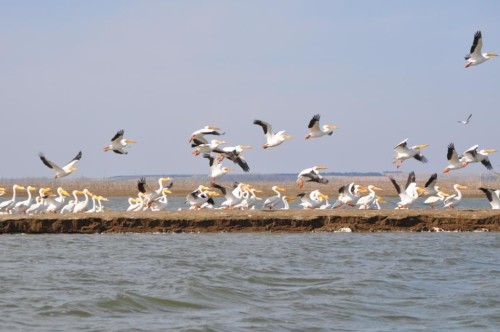 White pelicans at Nebraska's Harlan County Reservoir