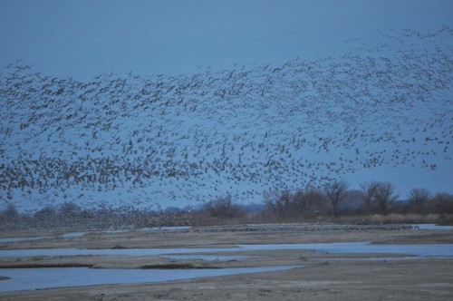 CCranes over the Platte River