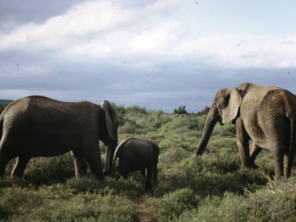 On Safari in Addo Elephant National Park, South Africa