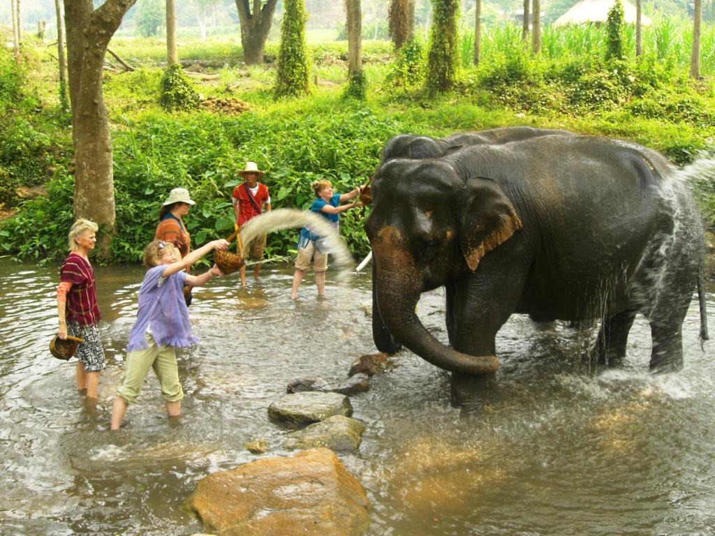 Mahout for a Day: Learning to Care for and Ride Elephants in Thailand