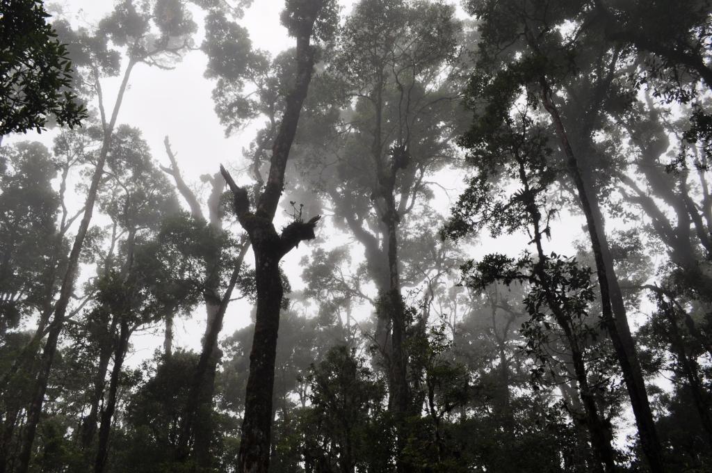 Ziplining in Costa Rica