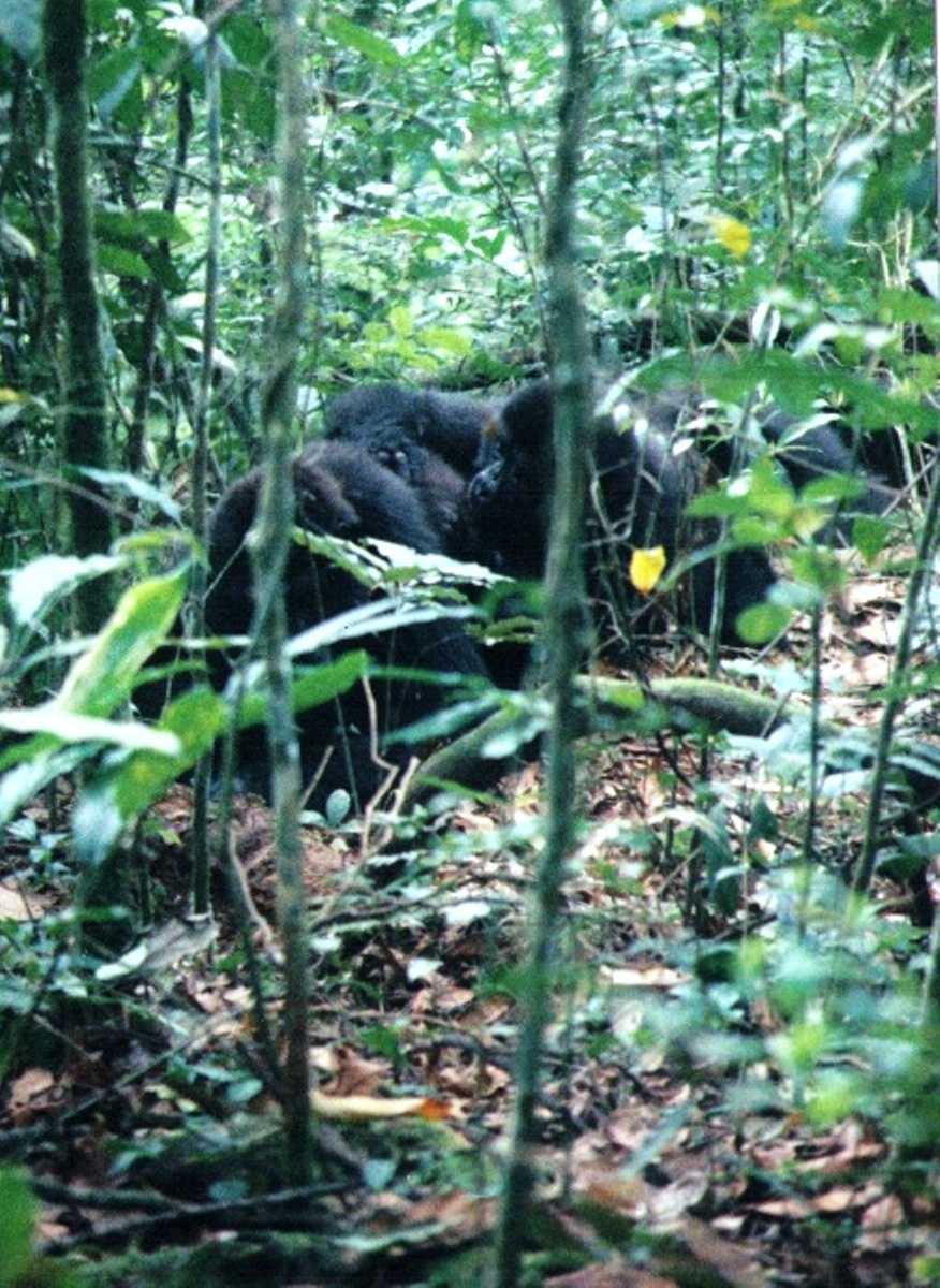 Gorilla Tracking in Uganda at Bwindi Impenetrable Forest