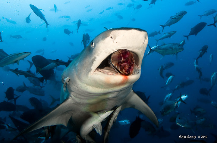 Diving with Bull Sharks in Pacific Harbour, Fiji