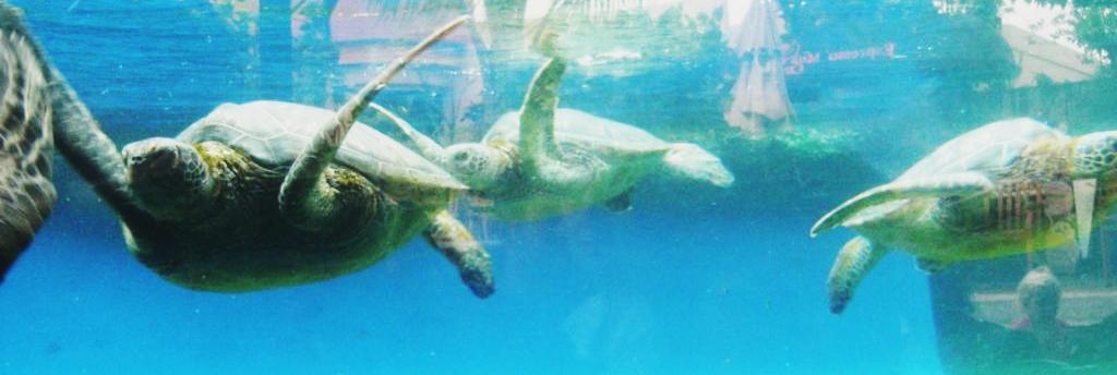 Up Close with the Pacific at Maui’s Ocean Center