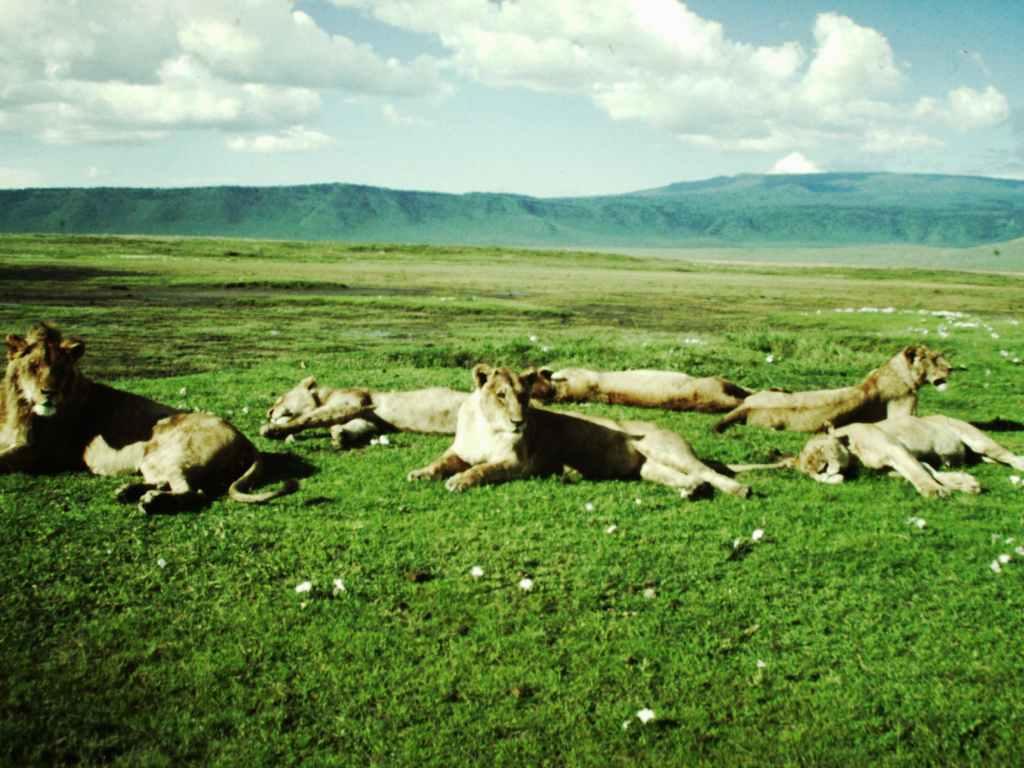 On Safari in NgoroNgoro Crater, Tanzania