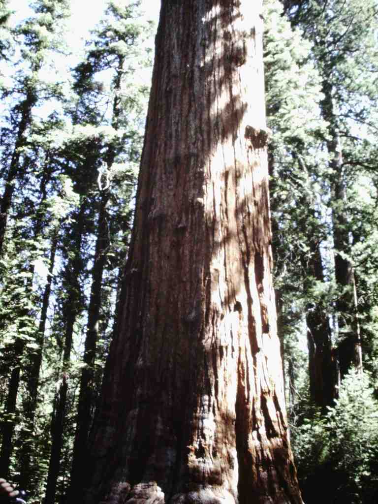 Hiking Among the Redwoods in California’s Muir Woods