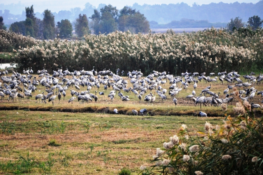 Watching a Tri-Continental Bird Migration in Israel’s Hula Valley