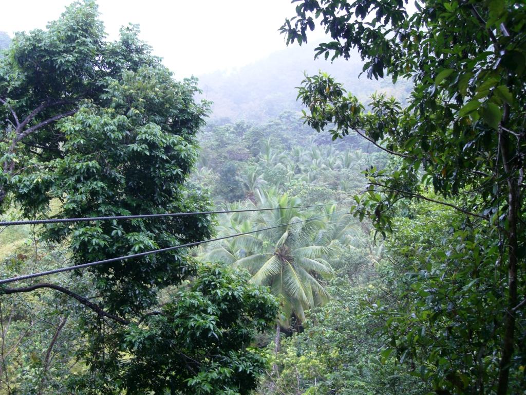 Ziplining in St. Lucia: Flying over the Tropical Rainforest