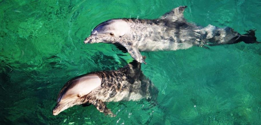 Snorkeling and Diving with Dolphins in Eilat, Israel