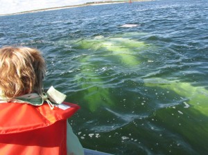 Beluga boating tour in Churchill, Manitoba