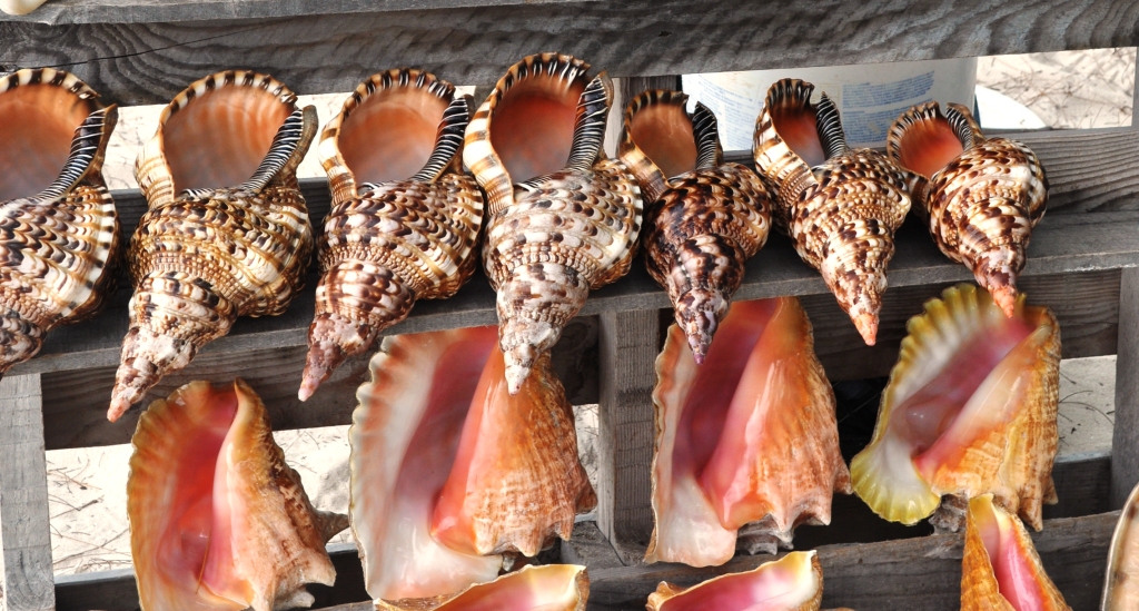 Sea-to-Table: Feasting on Conch in Turks and Caicos