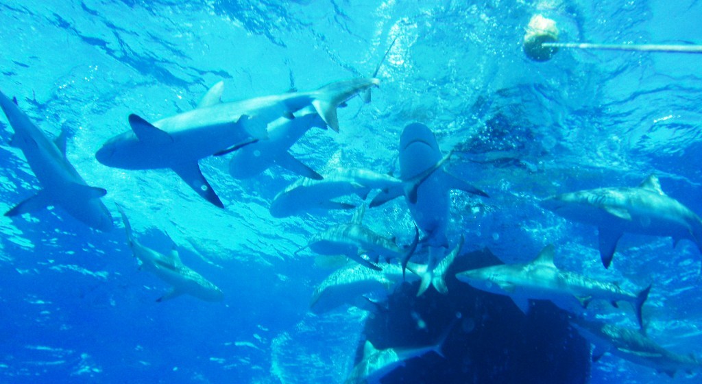 Shark-Diving in Bora Bora, French Polynesia