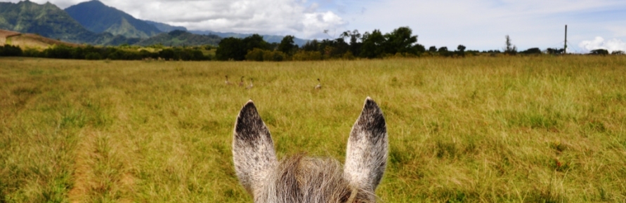 Horseback Riding in Kauai: Equestrian Adventures at Princeville Ranch