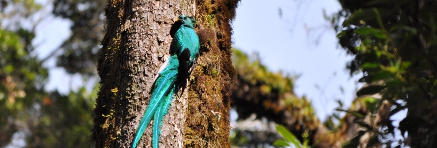 Birdwatching in Los Quetzales National Park, Costa Rica