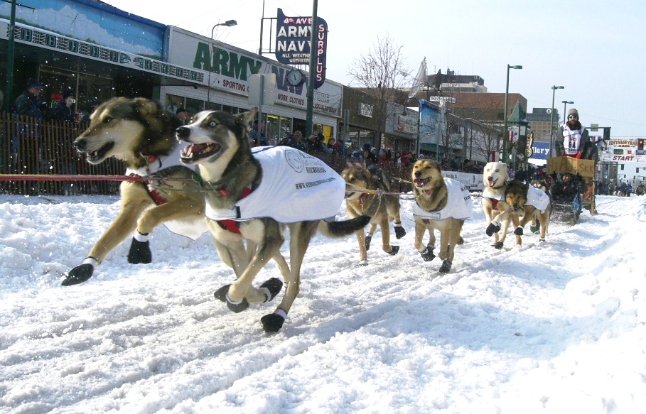 Watching the Start of the Iditarod in Anchorage, Alaska