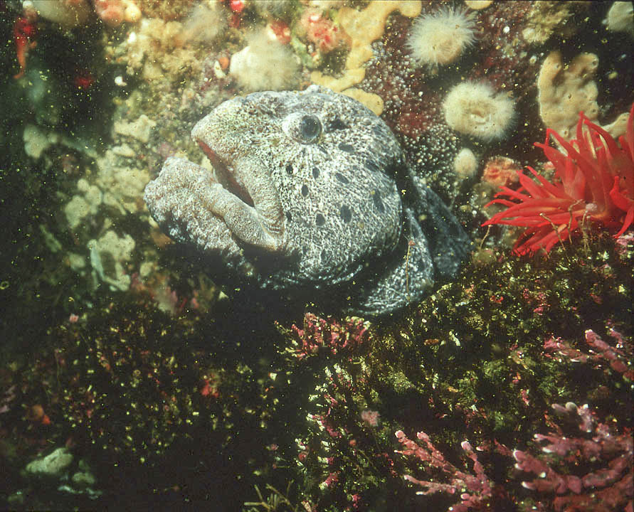 wolf eel food wolf eel food