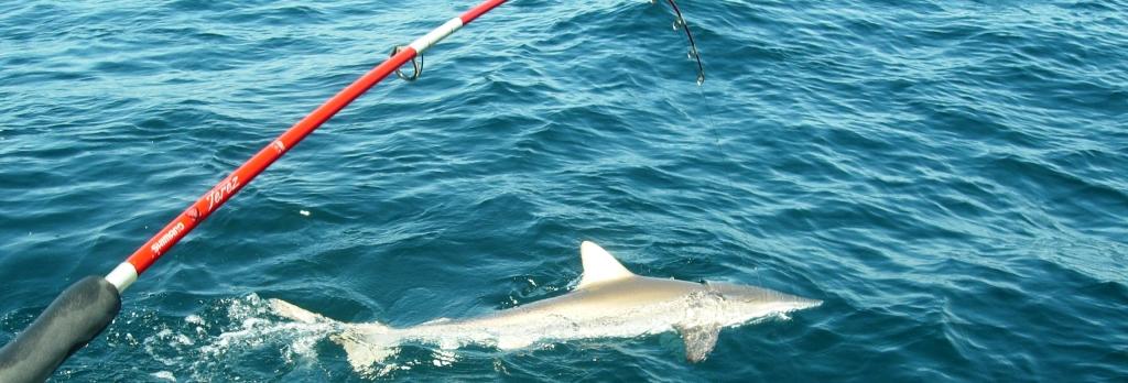 Deep-Sea Fishing off Alabama’s Gulf of Mexico Coast