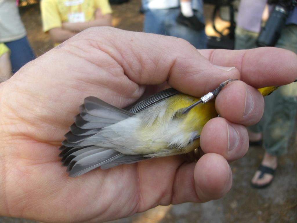 Learning About Bird-Banding and Migration in Gulf Shores, Alabama