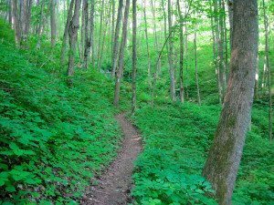 Appalachian Trail near Devil's Fork Gap NC
