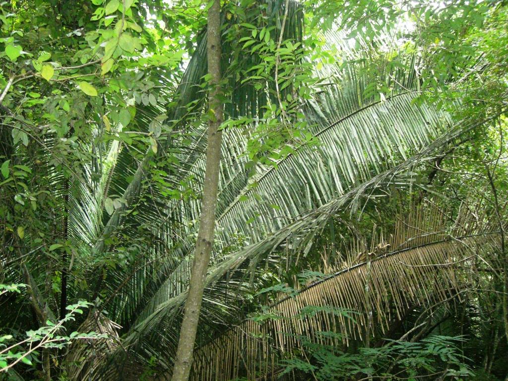 Wandering Tropical Trails at the Belize Botanical Garden