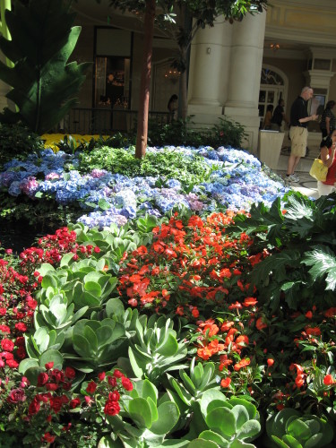 Pink and Blue Hydrangeas
