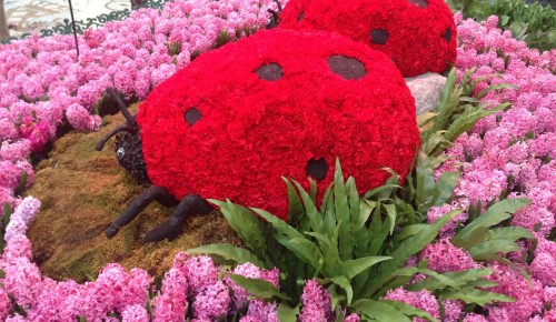 Ladybugs Made with Red Carnations
