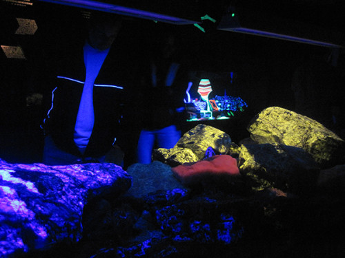 Exhibits under UV in the Museum of Fluoresence