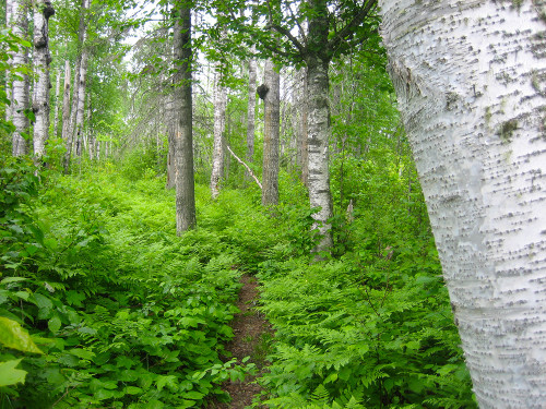 Isle Royale footpath (Sandra Friend)
