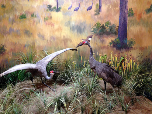 Diorama of a mating ritual at the Visitor Center (John Keatley)