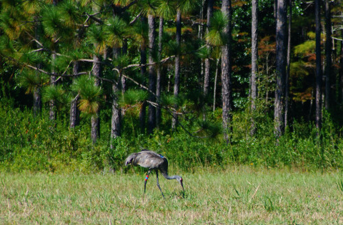 Mississippi sandhill crane