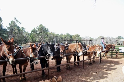 Saddled Mules at Yaki Ranch.Mules