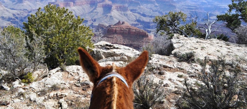 Mule-back Riding Along the Grand Canyon’s South Rim