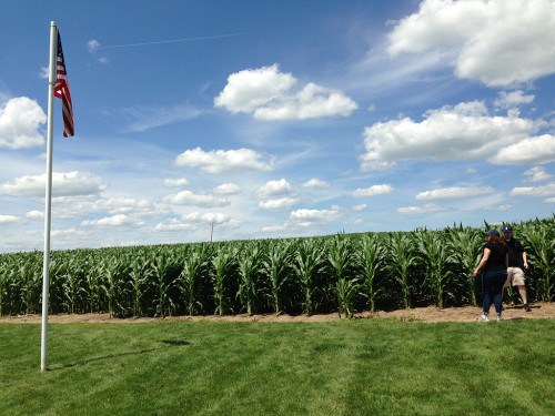 The iconic cornfield from which ballplayers emerge