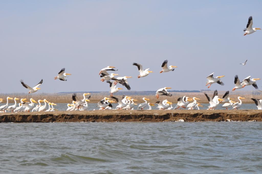 Birdwatching in Nebraska: The Pelicans of Harlan County