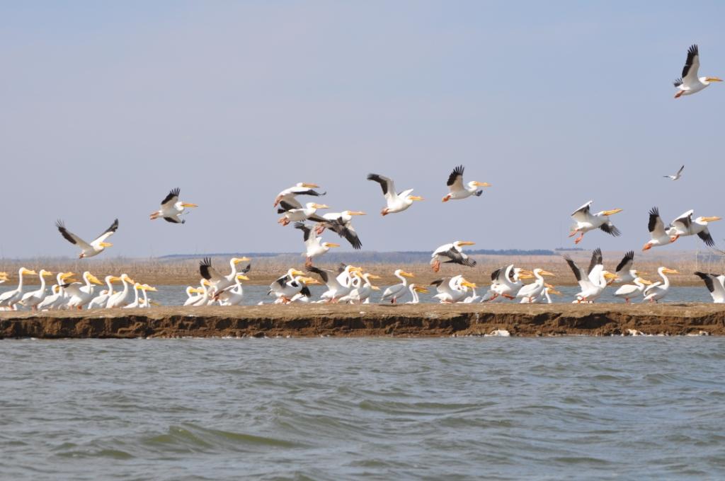 White pelicans at Nebraska's Harlan County Reservoir