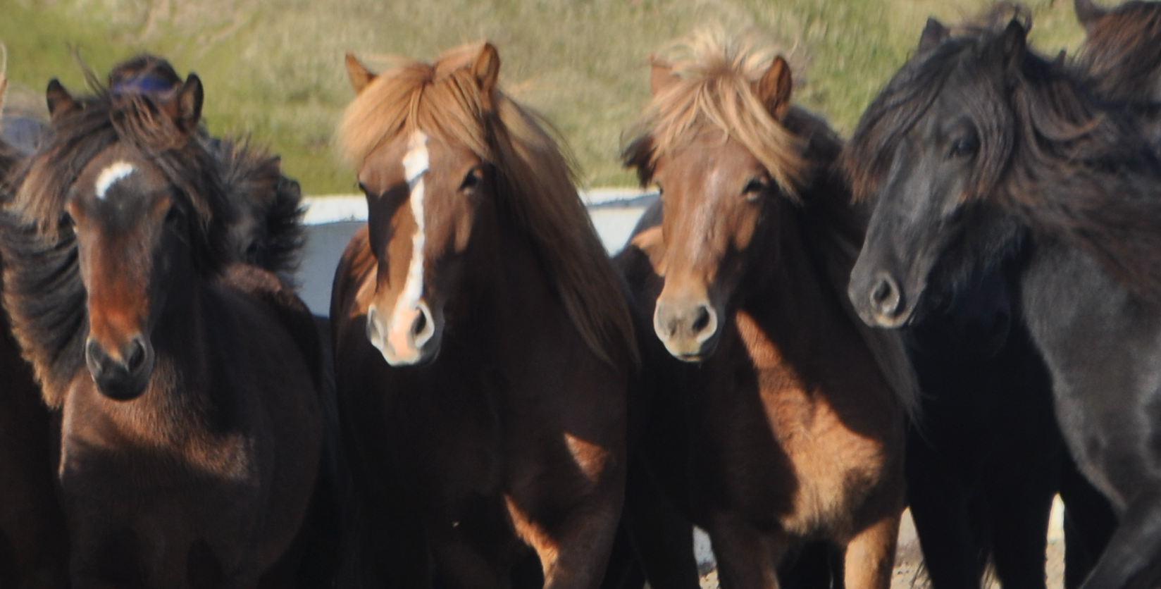 Joining the Rettir, Iceland’s Annual Round-up of Sheep and Horses